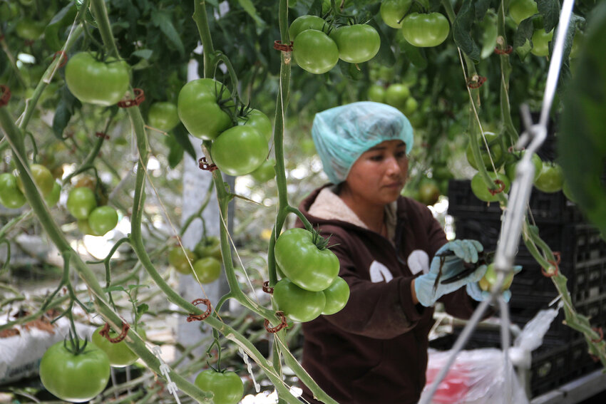 A worker clips green tomatoes off the vine at Agropark, a high-tech Mexican greenhouse complex Colón, Querétaro, in this 2016 file photo. (Cronkite News/Megan Janetsky)