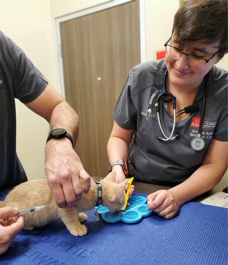 Arizona Animal Wellness Center technician, Izzy, using Fear Free techniques to distract young patient Maui, which allows minimal restraint and in Maui's case, a less stressful vaccine visit than his first one according to his owner. (Photo courtesy AAWC)