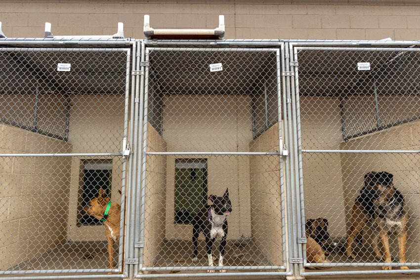 Kennels at Maricopa County Animal Care and Control's West Valley Animal Care Center are over capacity, and several hold two animals. “It's not the shelter's fault. They get a lot of heat from the community around these choices. But what do you do when you've got more animals coming in than you have kennels and adopters?” said Leanna Taylor, CEO of the Arizona Pet Project. Photo taken in Phoenix on Jan. 22, 2024. (Photo by Emily Mai/Cronkite News).