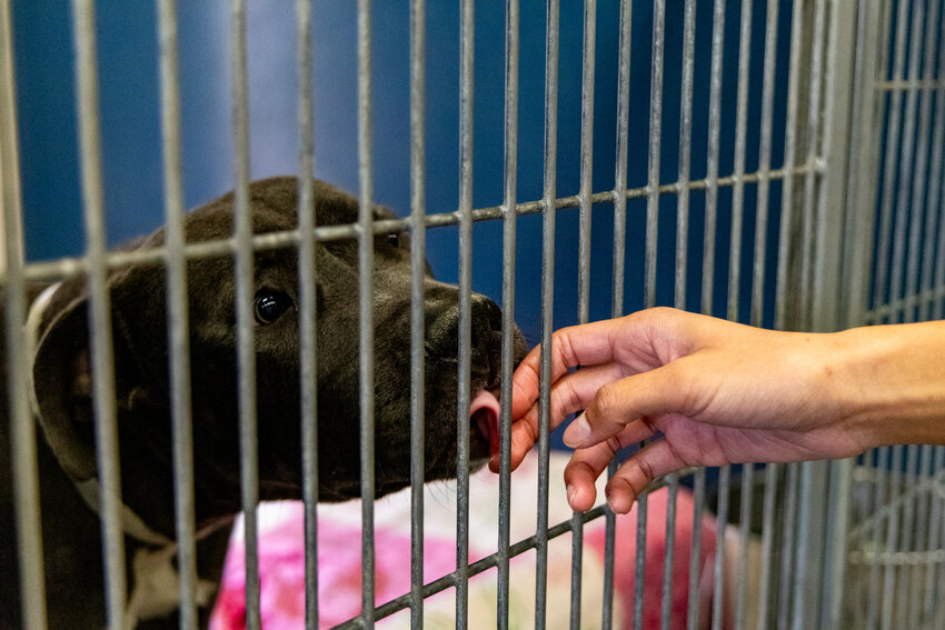 A dog in the Maricopa County Animal Care and Control West Valley Animal Care Center licks a visitor’s hand through the fence of its kennel. Photo taken in Phoenix on Jan. 22, 2024. (Photo by Emily Mai/Cronkite News)