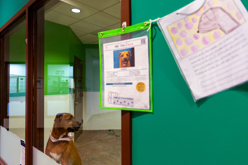 Coco, a shelter dog in the Maricopa County Animal Care and Control West Valley Animal Care Center, arrived to the shelter in August 2023 and has been awaiting adoption since. Photo taken in Phoenix on Jan. 22, 2024. (Photo by Emily Mai/Cronkite News)