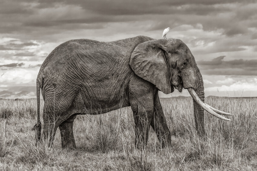 “Elephant,” by Randy Johnson, will be part of the “51 Frames: A Randy Johnson Photography Exhibit” opening May 3 in Phoenix.
