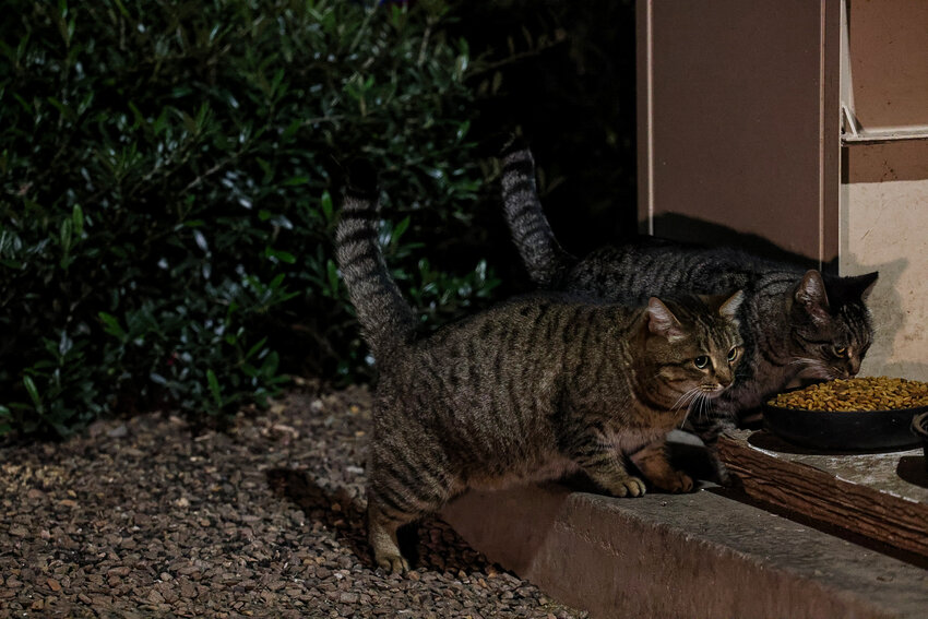 A Saving One Life volunteer feeds a cat colony on Feb. 20, 2024, at Tempe Marketplace. (Photo by Mariah Temprendola/Cronkite News)