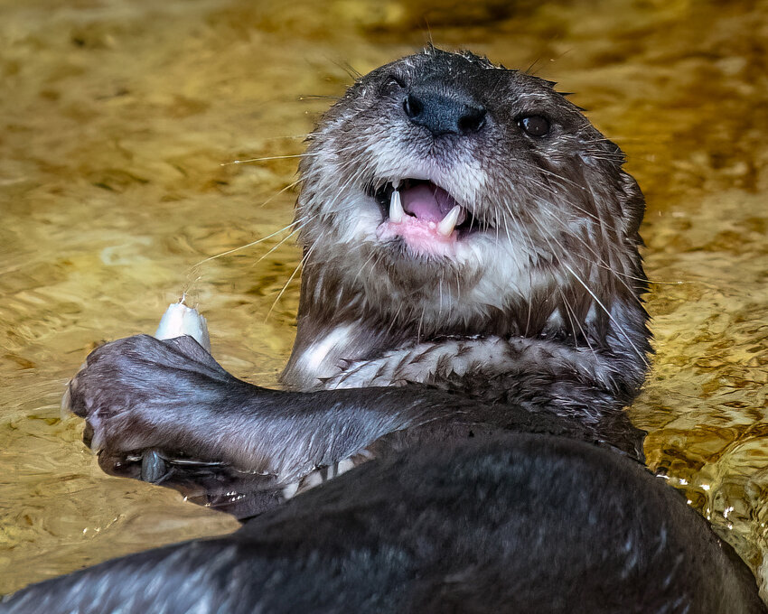 An otter is all smiles while playing in the snow at a past Snow for the Animals Day at Phoenix Zoo.