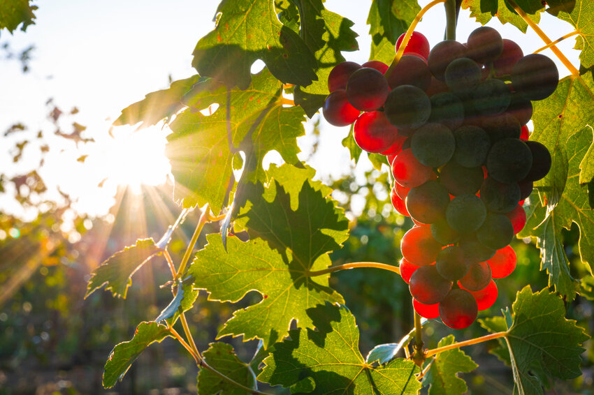 Red wine grapes grow on the vine in an Arizona vineyard.