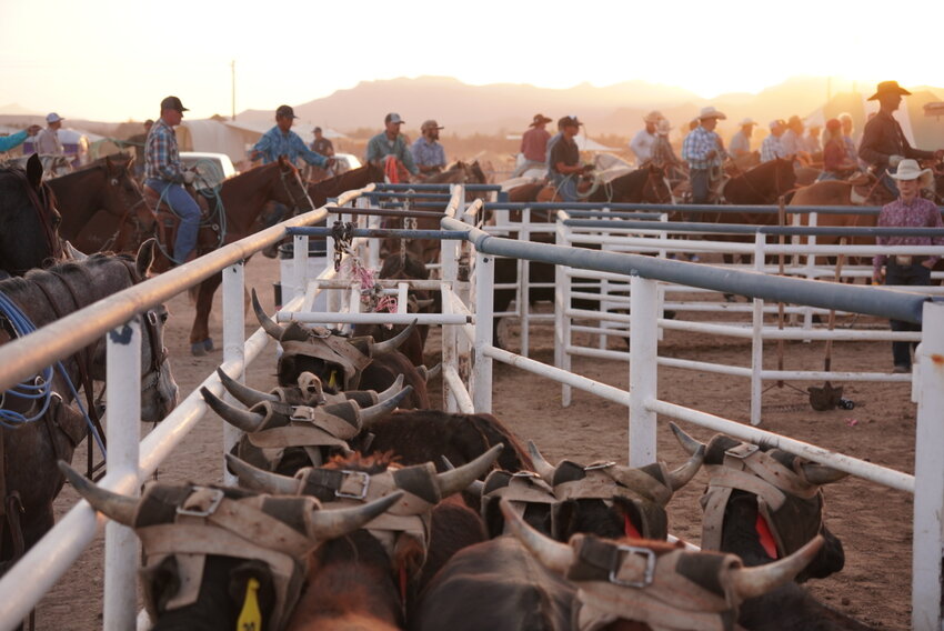 Calves wearing protective horn wraps being funneled into the shoot at the Willcox West Fest Ranch Rodeo & Chuck Wagon Cook-Off in Willcox on April 11, 2025. (Photo by Jack Barron/Cronkite News)