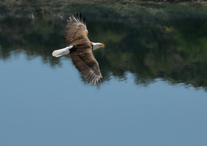 Rough' bald eagle nesting season lifts Lake Pleasant closures early - Daily Independent