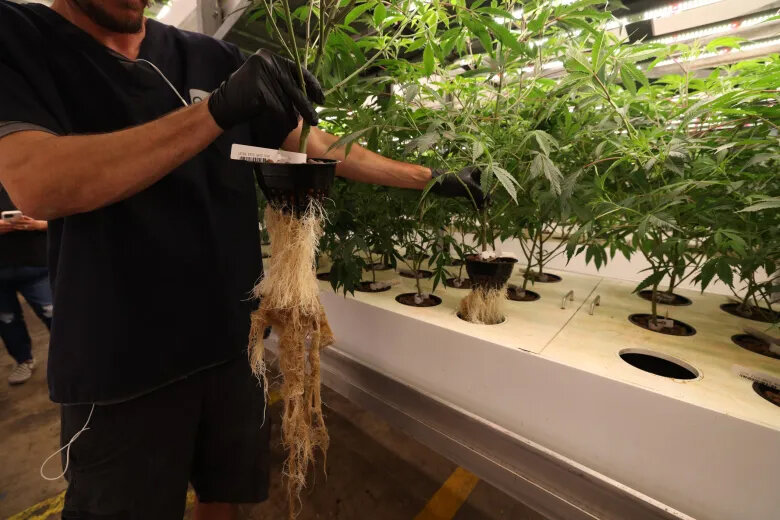 Roots hang off of an aeroponically grown marijuana plant at Aeriz growing facility in Phoenix on June 4, 2026.