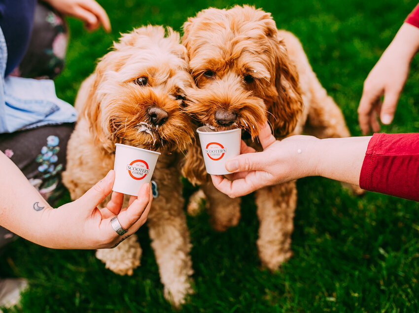 It's National Puppy Day! Celebrate with 🐾 paw-fect treats in one of our  two Dash Dog Treat Makers 🦴and lots of cuddles. They may not…