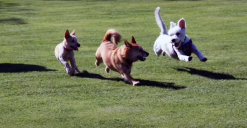 Peoria park rangers are hosting a Dog Park Pop-Up March 23 at Paloma Community Park.