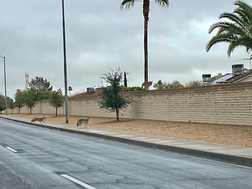 Coyotes running across the road in Sun City West.