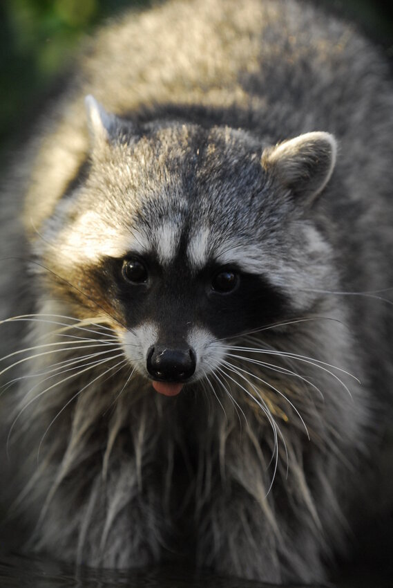 Peoria residents have been seeing more raccoons within city boundaries lately.