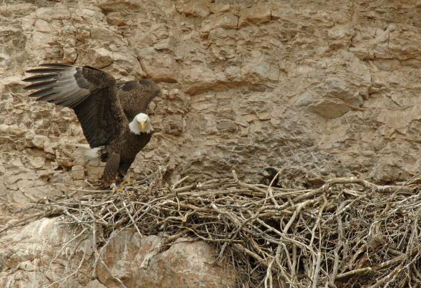 Arizona Game and Fish Department is asking recreationists to observe bald eagle nesting closures at Lake Pleasant in Peoria.