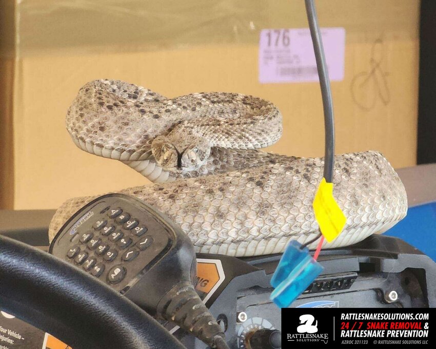 A Western Diamondback Rattlesnake was found in a side-by-side. Hissing, buzzing and rattling are all sounds Valley residents should keep their ears open for as temps climb into spring.