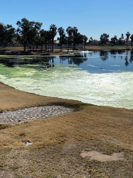 Hole 6 of the Arrowhead Counctry Club in Glendale in February. The stench resulting froma build up of sludge and algae led residents to complain to city officials.