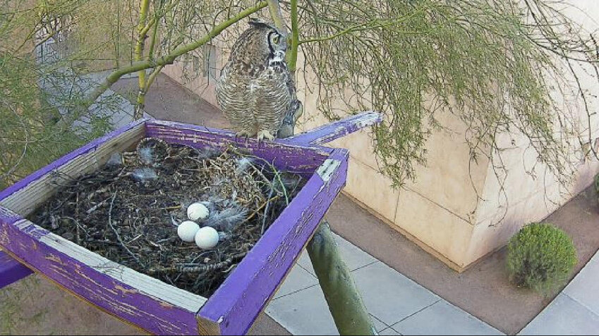 Owls have a home at Peralta Trail Elementary School in a planter right in the middle of the school courtyard.