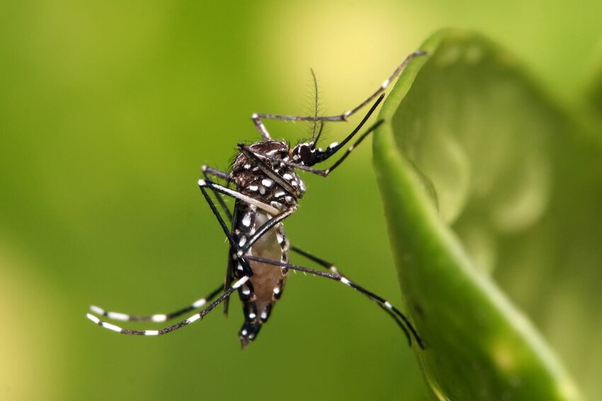 An adult Aedes aegypti mosquito is pictured on a green plant.