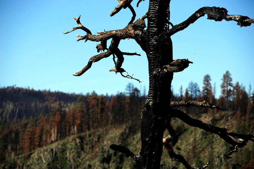 A charred tree left behind by the 2011 Wallow Fire, the largest in state history, which burned more than a half-million acres. All wildfires combined in 2023 burned 188,000 acres, but state officials are warning of a more active season in 2024.