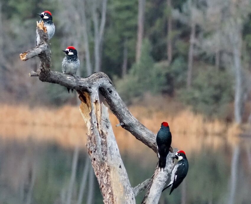 Acorn woodpeckers at Lynx Lake
