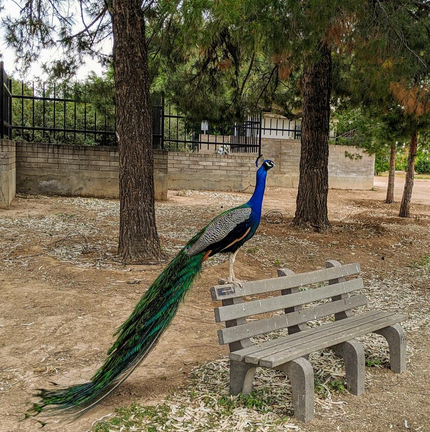 Peacocks and peahens descending from of original peacock and peahens brought to Sahuaro Ranch in 1933 still roam the park.