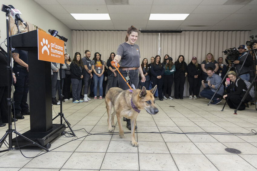 Animal-cruelty legislation was announced during a sendoff party for the final 13 dogs still in the shelter that were rescued from a Chandler home last September. (Photo courtesy of AHS)