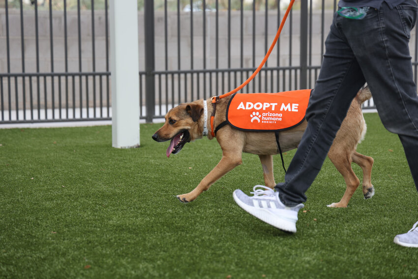 Tiffany models the &ldquo;Adopt Me&rdquo; vest that dogs out on field trips wear to help them gain more exposure.  (Photo by Crystal Aguilar/Cronkite News)