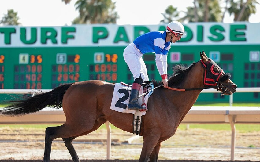 Top of My Game finished third in the first race at Turf Paradise Monday, Jan. 29. Horse racing continues for the spring and fall seasons of 2024 as the property is on the market. Beyond that, the future of horse racing at Turf Paradise is up to whoever buys the 213-acre property in north Phoenix. (Cronkite News/Daniella Trujillo)