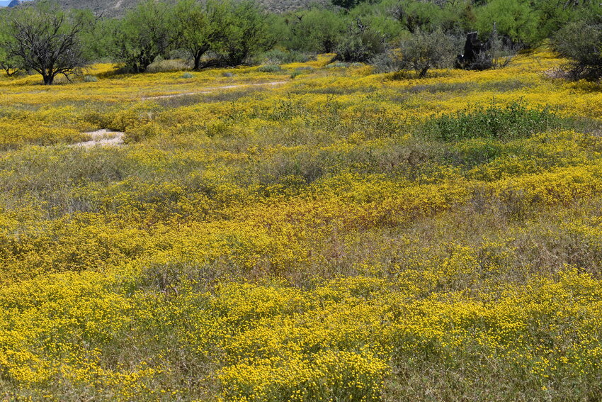 The desert in Tonto National Forest north of the Verde Communities is blanketed in the yellow stinknet.