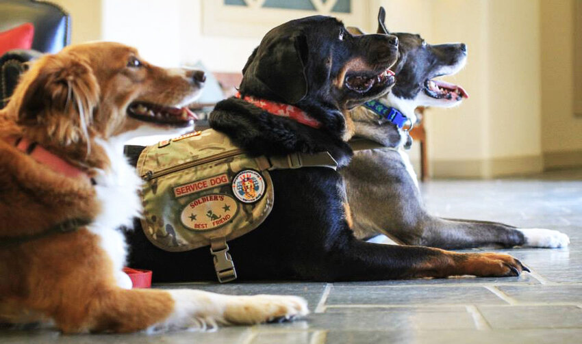 Pups line up at Soldier's Best Friend in Peoria in 2020.