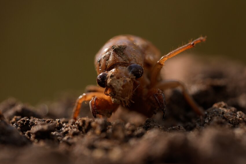 A periodical cicada nymph extends a limb in Macon, Ga., on Wednesday, March 27, 2024, after being found while digging holes for rosebushes. Trillions of cicadas are about to emerge in numbers not seen in decades and possibly centuries.