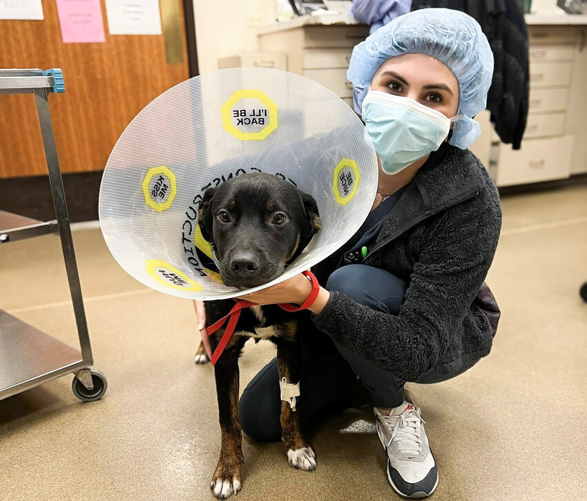 Nine-month-old Rocco was found abandoned in the Petco parking lot in Fountain Hills. He underwent successful cardiovascular surgery at the Animal Medical &amp; Surgical Center in Scottsdale and is ready for adoption.