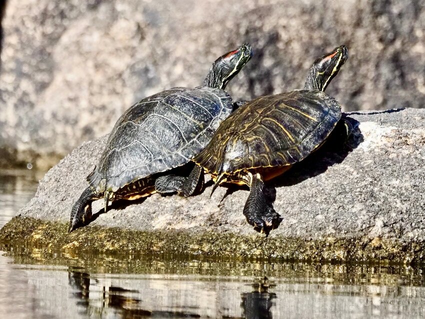 Turtles sunning themselves at Watson Lake