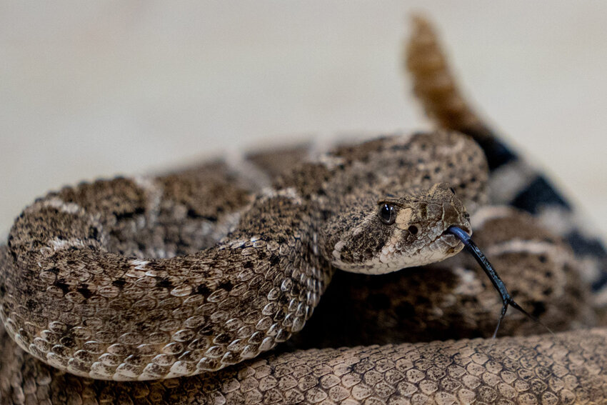 A western diamondback rattlesnake tastes the air at the Phoenix Herpetological Sanctuary. Hikers and adventurers should be aware of increased encounters between humans and rattlesnakes as temperatures climb. (File photo by Samantha Chow/Cronkite News)
