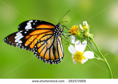 The city of Surprise has scheduled a butterfly extravaganza for kids on April 16 at Asante Library.