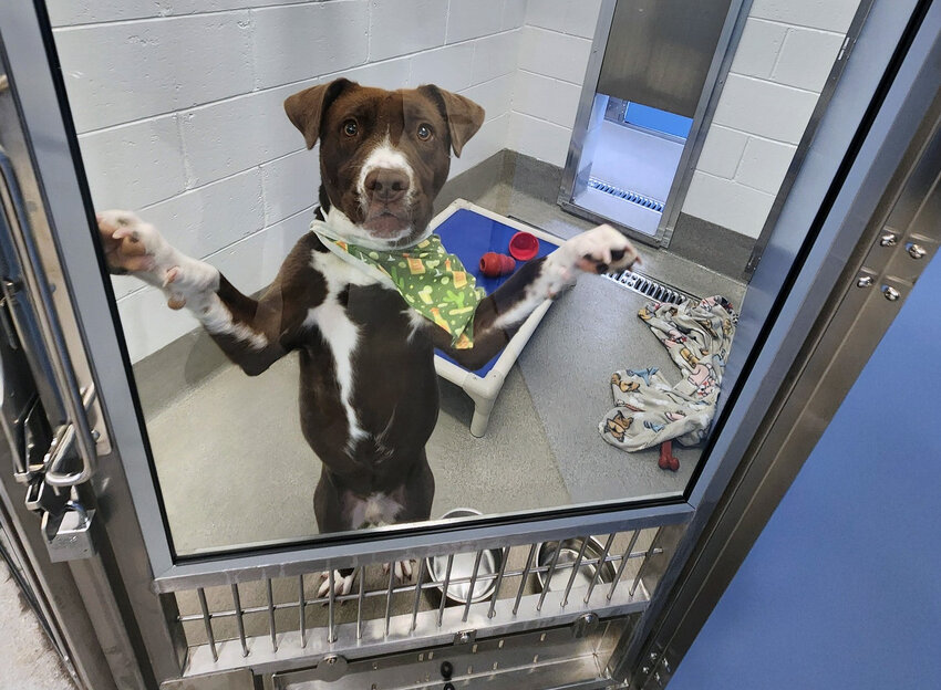 The Maricopa County Board of Supervisors allocated $43 million for the Maricopa County East Valley Animal Care Center in Mesa that opened May 1.