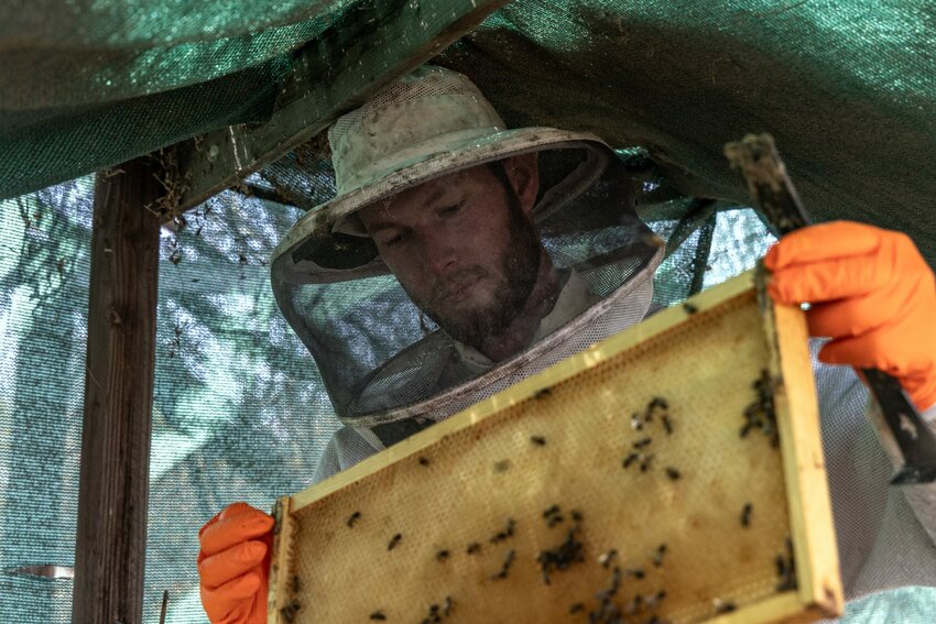 Jonathan Young, a beekeeper for Arizona Honey Market, examines a frame from one of the hives he looks after. Photo taken in Scottsdale on March 20, 2024. (Photo by Emily Mai/Cronkite News)