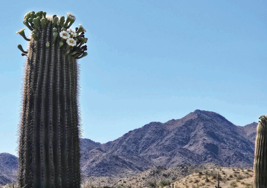 Bees enjoy pollenating this saguaro&rsquo;s blossoms, which bloom in May and&nbsp;June.