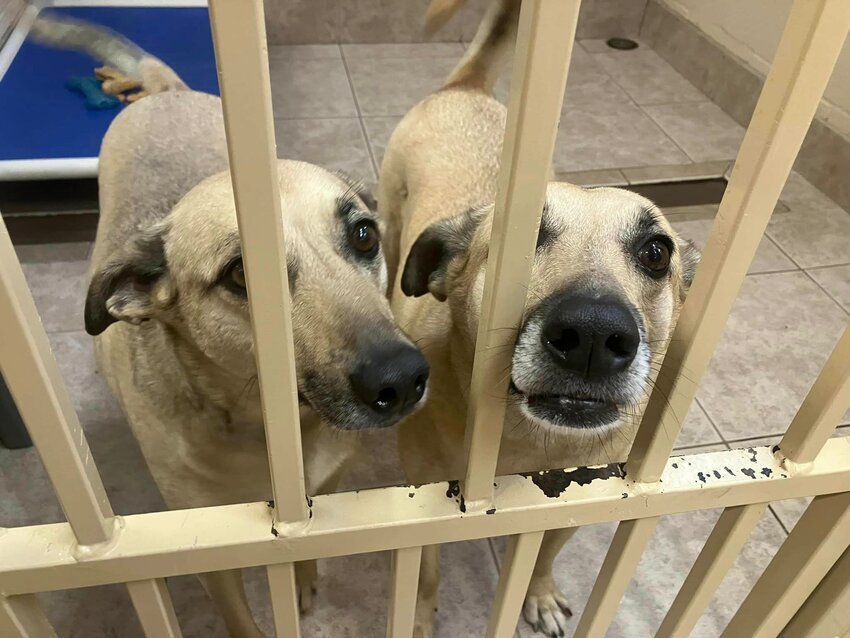 The siblings were at Rescue Pals for over three years.