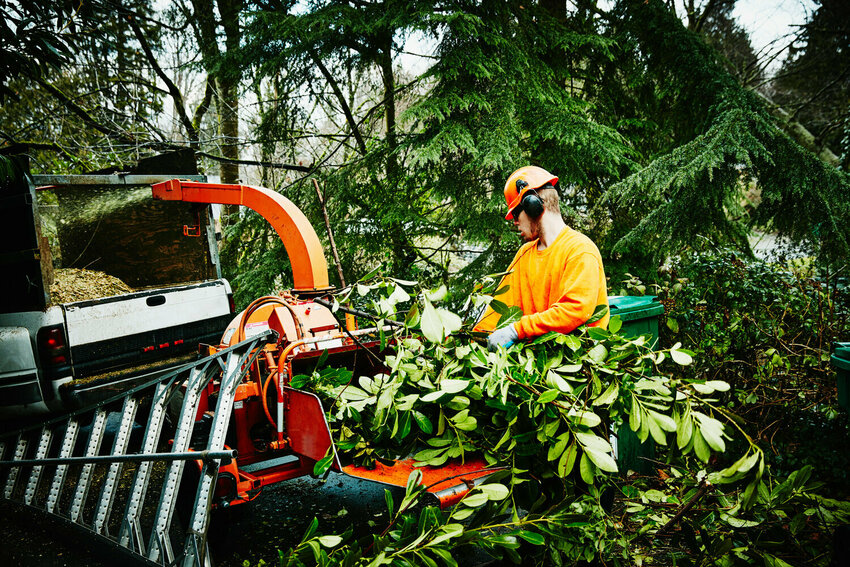 More Sissoo trees are coming down in the Arcadia at Silverleaf neighborhood, seemingly squelching hopes for a quick resolution to the legal battle over the trees.