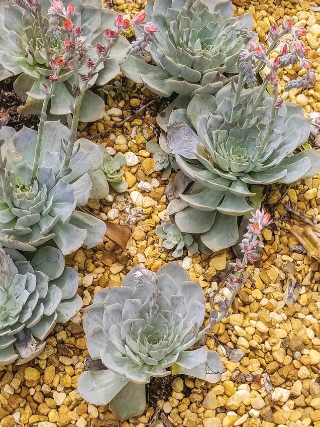 The city of Surprise is hosting another water workshop, called &quot;Converting Turf Grass to Xeriscape.&quot;