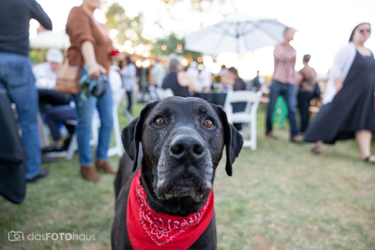 Since 1999, DLRR’s efforts have saved more than 6,000 displaced Labs throughout Arizona. The nonprofit’s rescue work relies solely on fundraising, donations, and volunteer work. Sponsorships and donations for the annual Corks and Collars event are an important key to the organization’s success.