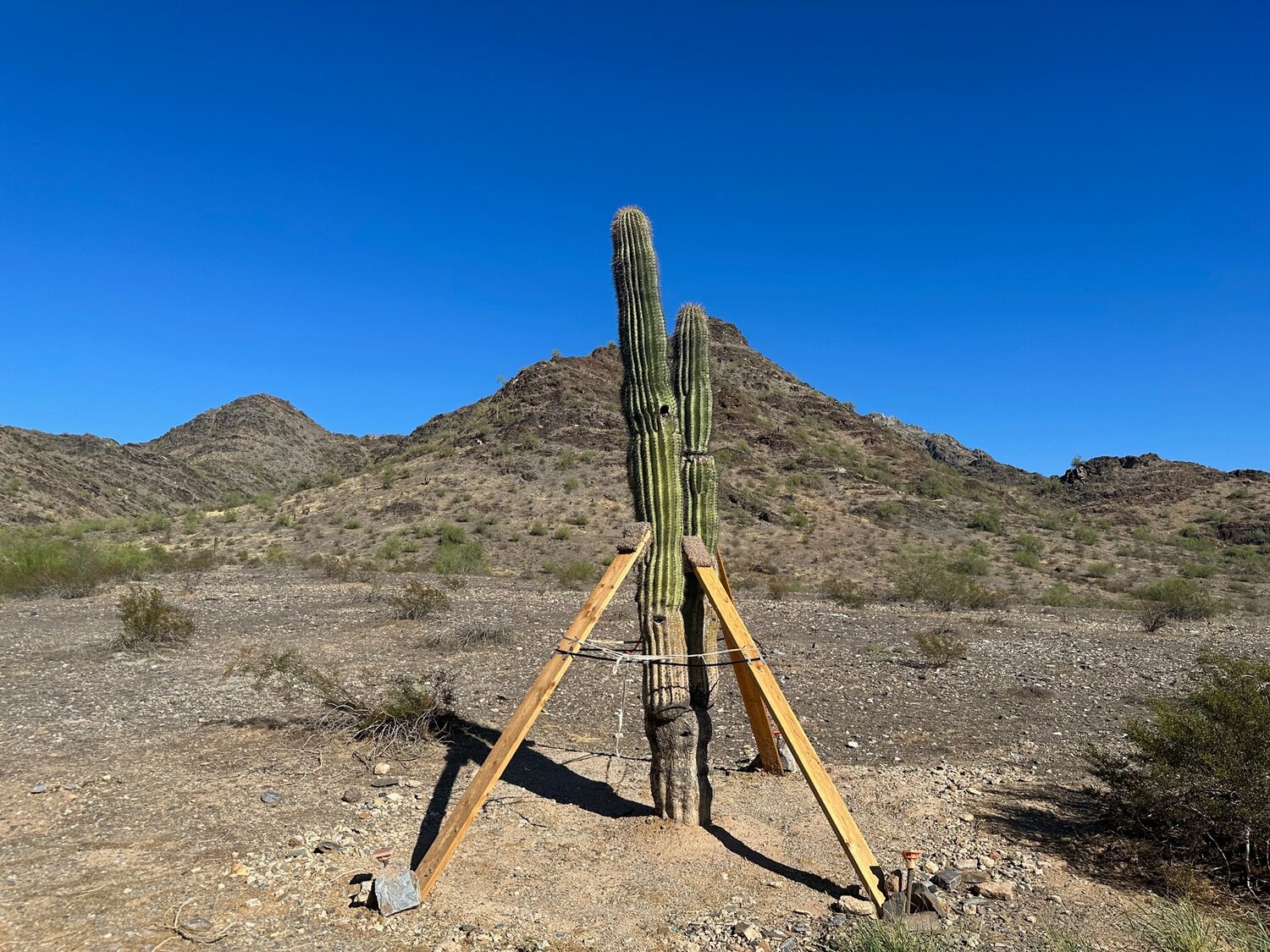 A saguaro newly replanted at the Dreamy Draw Recreation Area is supported after its recent transplantation from the 24th Street water treatment facility.