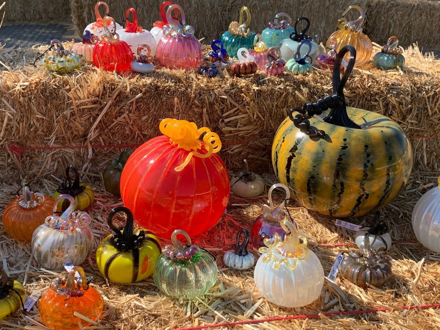 The Glass Pumpkin Patch will feature more than 1,000 glass pumpkins handmade by artist Gregory Tomb and available for purchase.