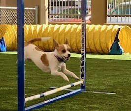 The Best Friends Dog Club of Sun City is hosting its annual open house 11:30 a.m.-1:30 p.m. Saturday, Oct. 14, at the Fairway Recreation Center, Arizona rooms 3 and 4.