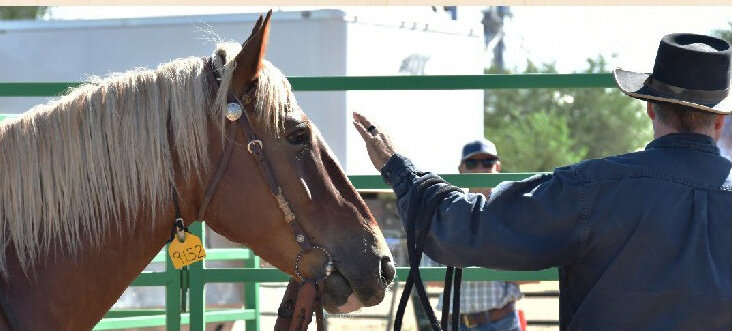 The Bureau of Land Management Wild Horse and Burro Program will be holding an auction for trained and untrained wild horses and burros t the Florence Prison Complex. Along with the auction there will be training demonstrations.