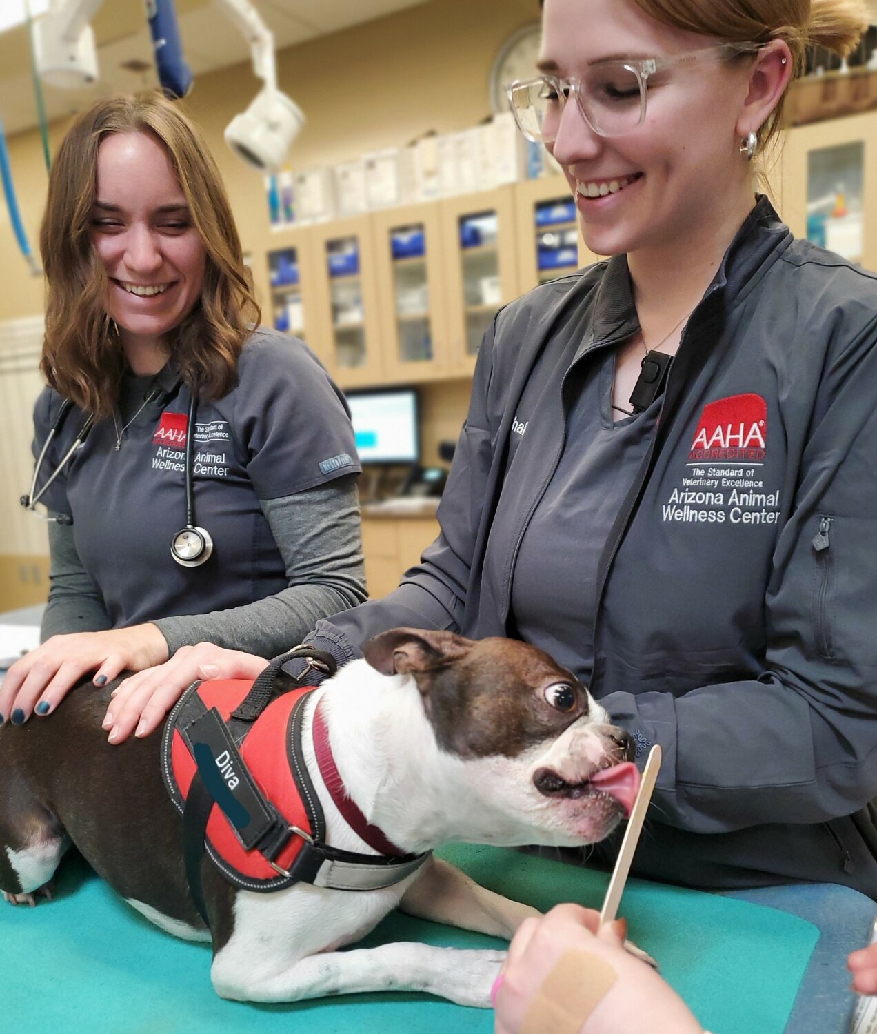 Meet Your Neighbor: Arizona Animal Wellness Center prioritizes well ...