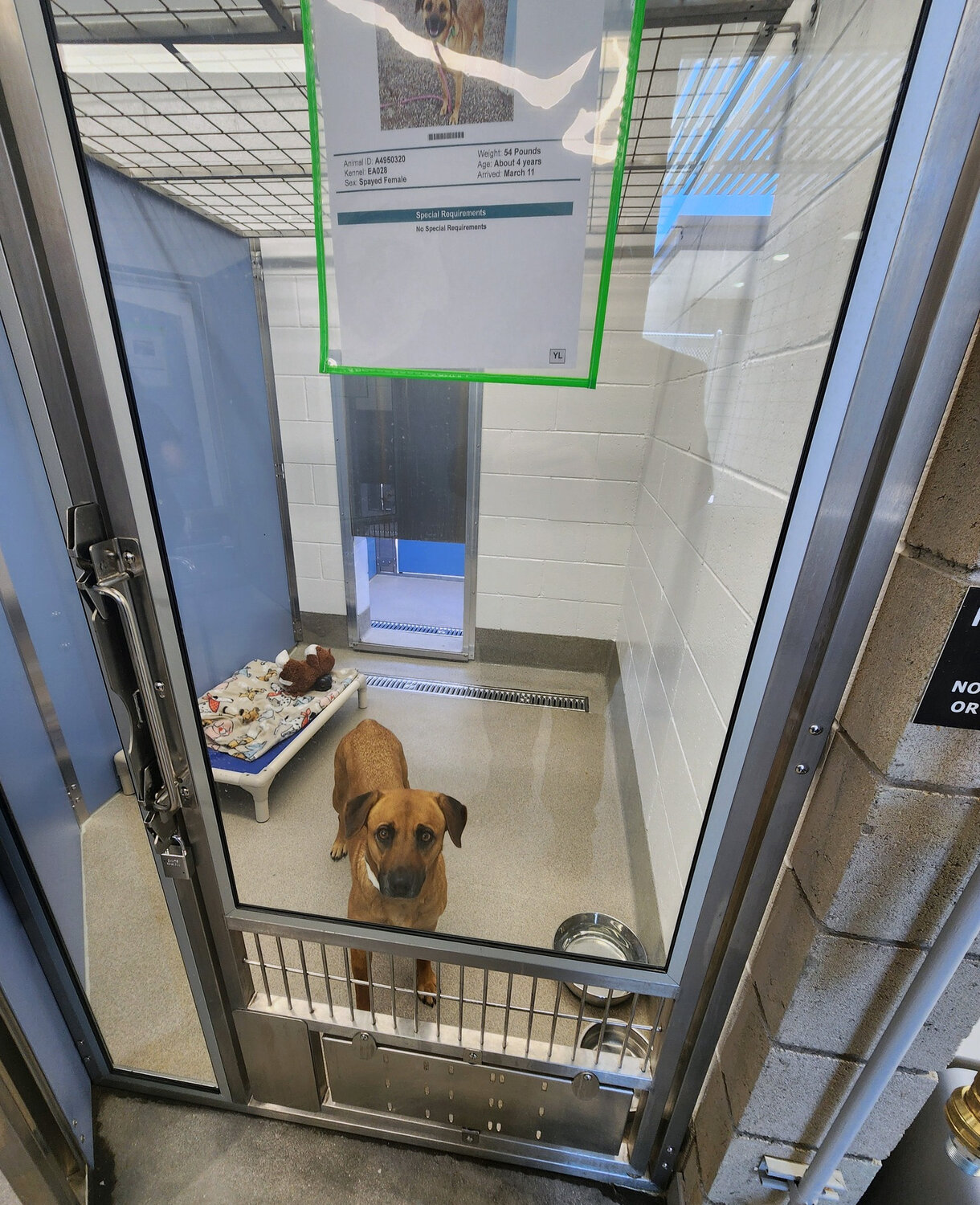 Home for good: Opening of new East Valley animal shelter turns thoughts to  pet adoption | Mesa Independent