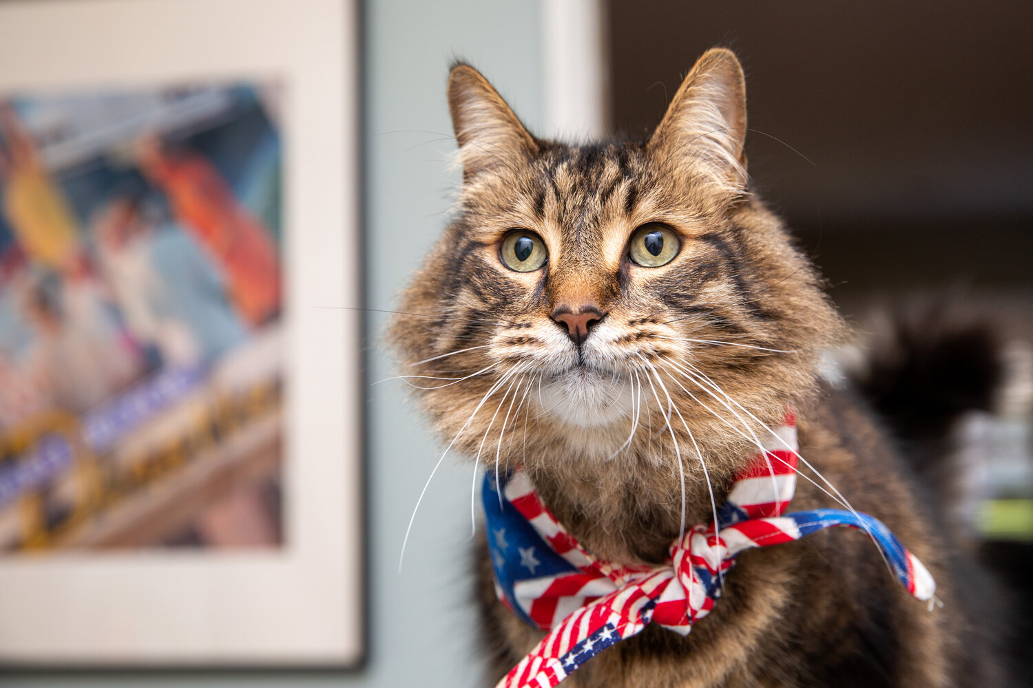 5 tips for keeping pets happy, safe and healthy amid fireworks and festivities