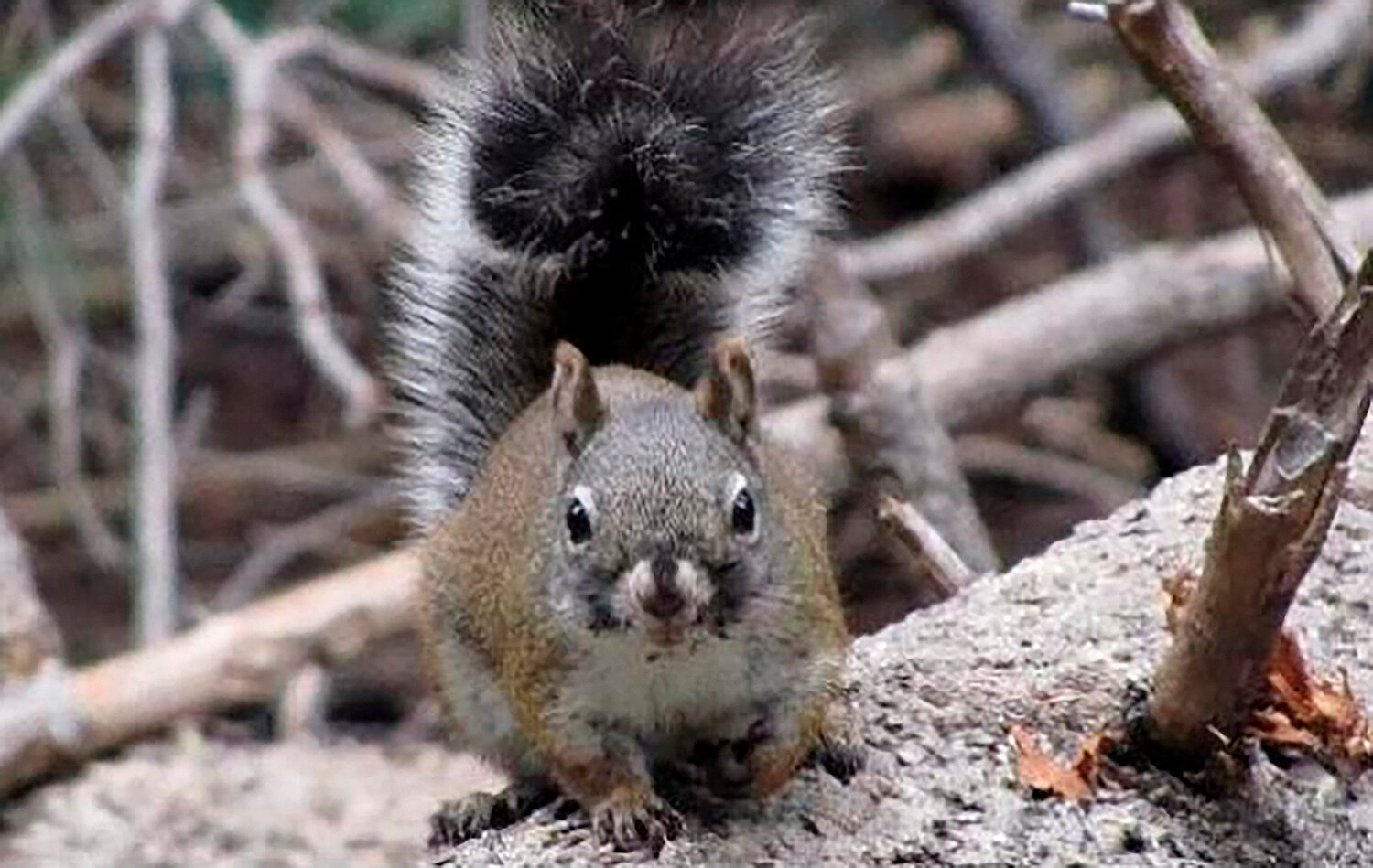 Federal judge chastises U.S. officials over lagging on Mount Graham squirrel protections