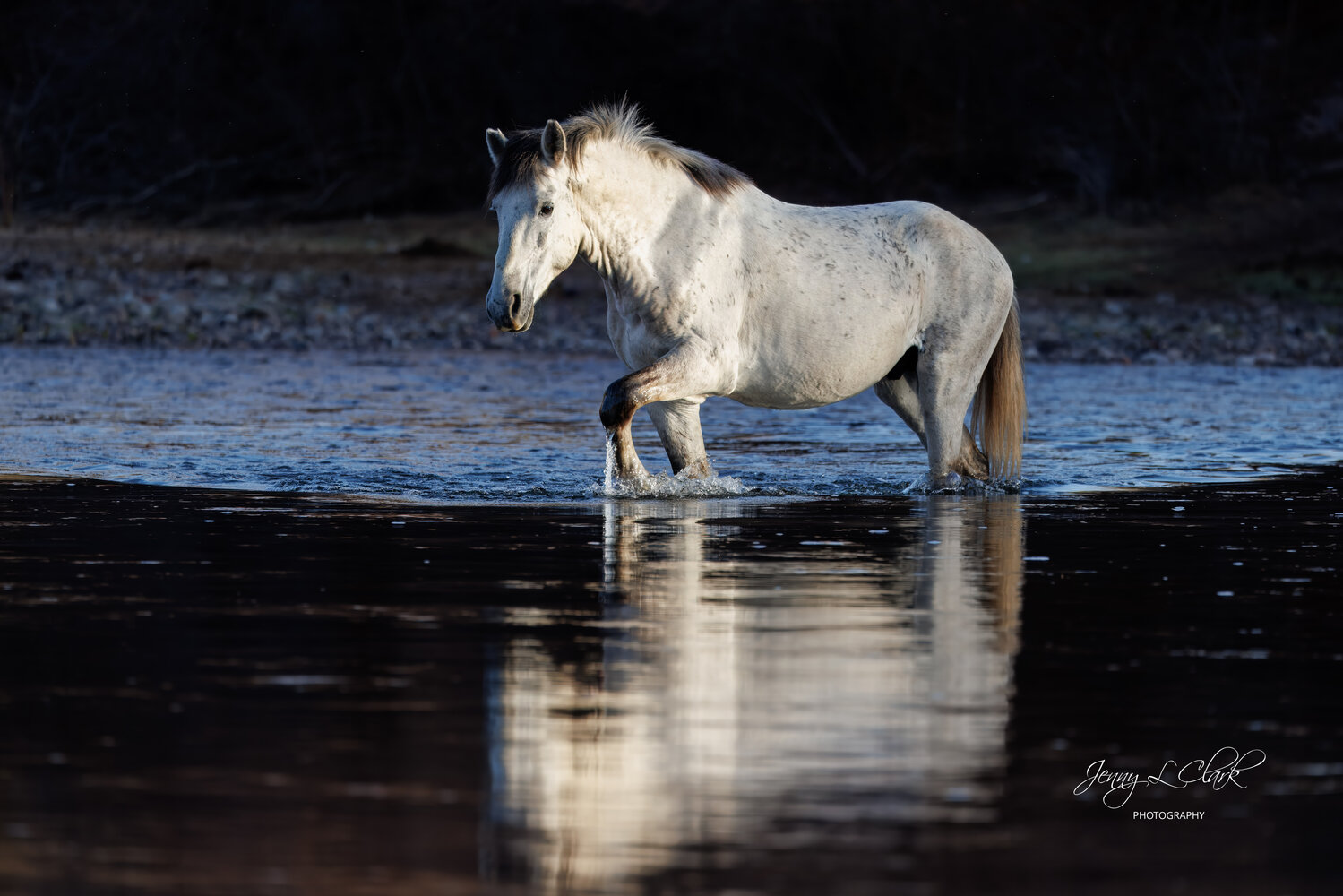No timetable set on Salt River Horses contract - Daily Independent